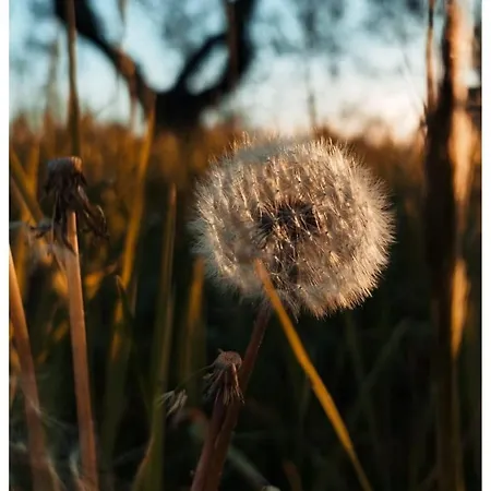 דירה Serendipity *