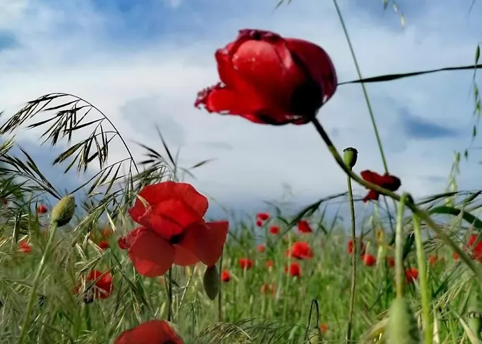 Serendipity דירה מונטופולי אין ואל ד'ארנו