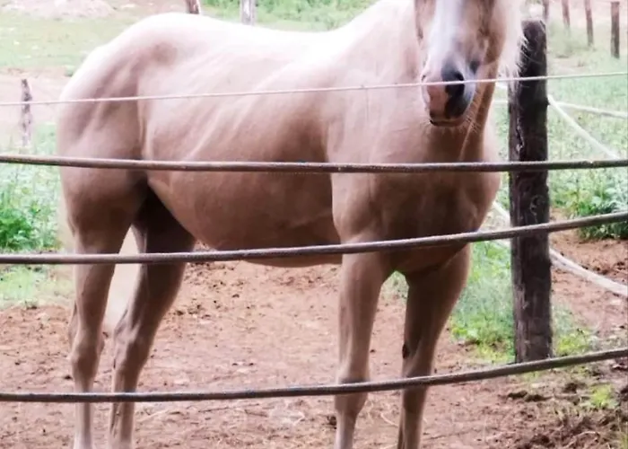 Serendipity דירה