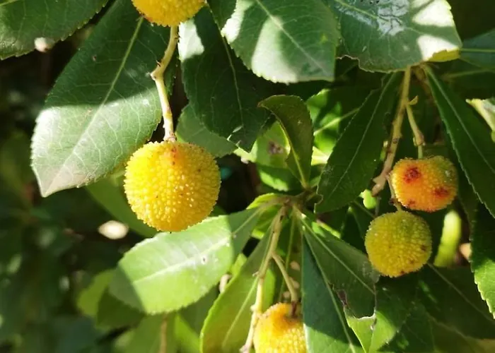 Serendipity דירה מונטופולי אין ואל ד'ארנו