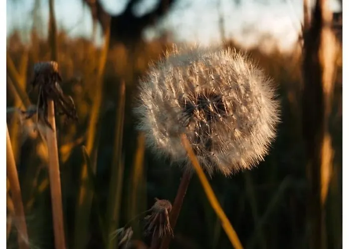 דירה Serendipity *